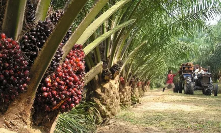 Transporte de Lodo Lixiviado desde la Planta de Tratamiento a una Laguna de Oxidación